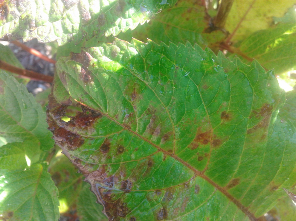Hydrangea leaves turning brown