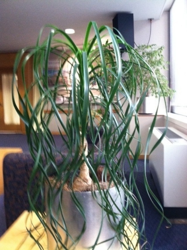 spider plant reverse Spider Plant main image 1