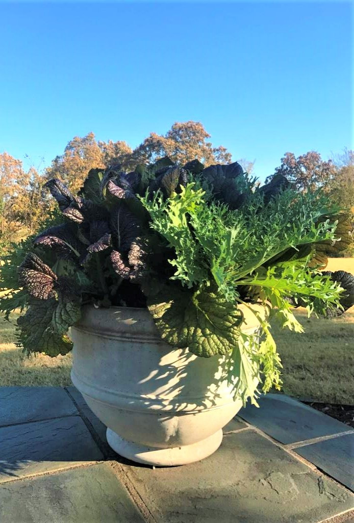 Container Plantings: Autumn and Winter