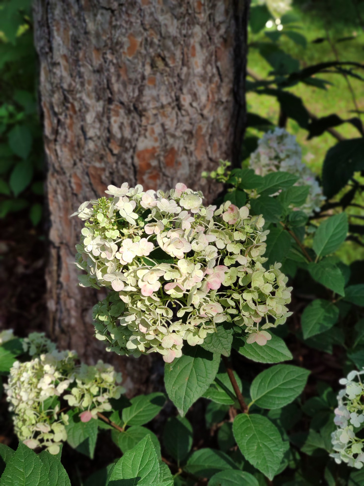 Проект "Форест"