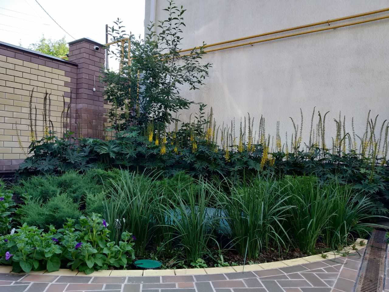 Сад в розовой дымке