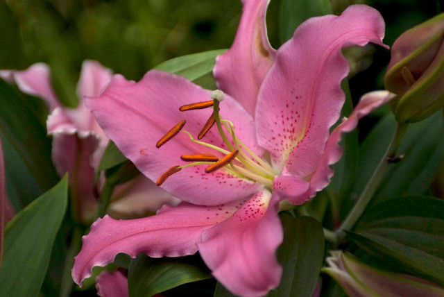 Blue & purple star gazer lily Tattoo idea  Beautiful flowers, Plants,  Exotic flowers