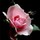 cheryl_nathaniel