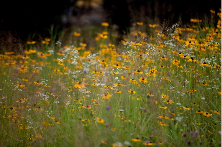 Meadowscape with Black Eyed Susans