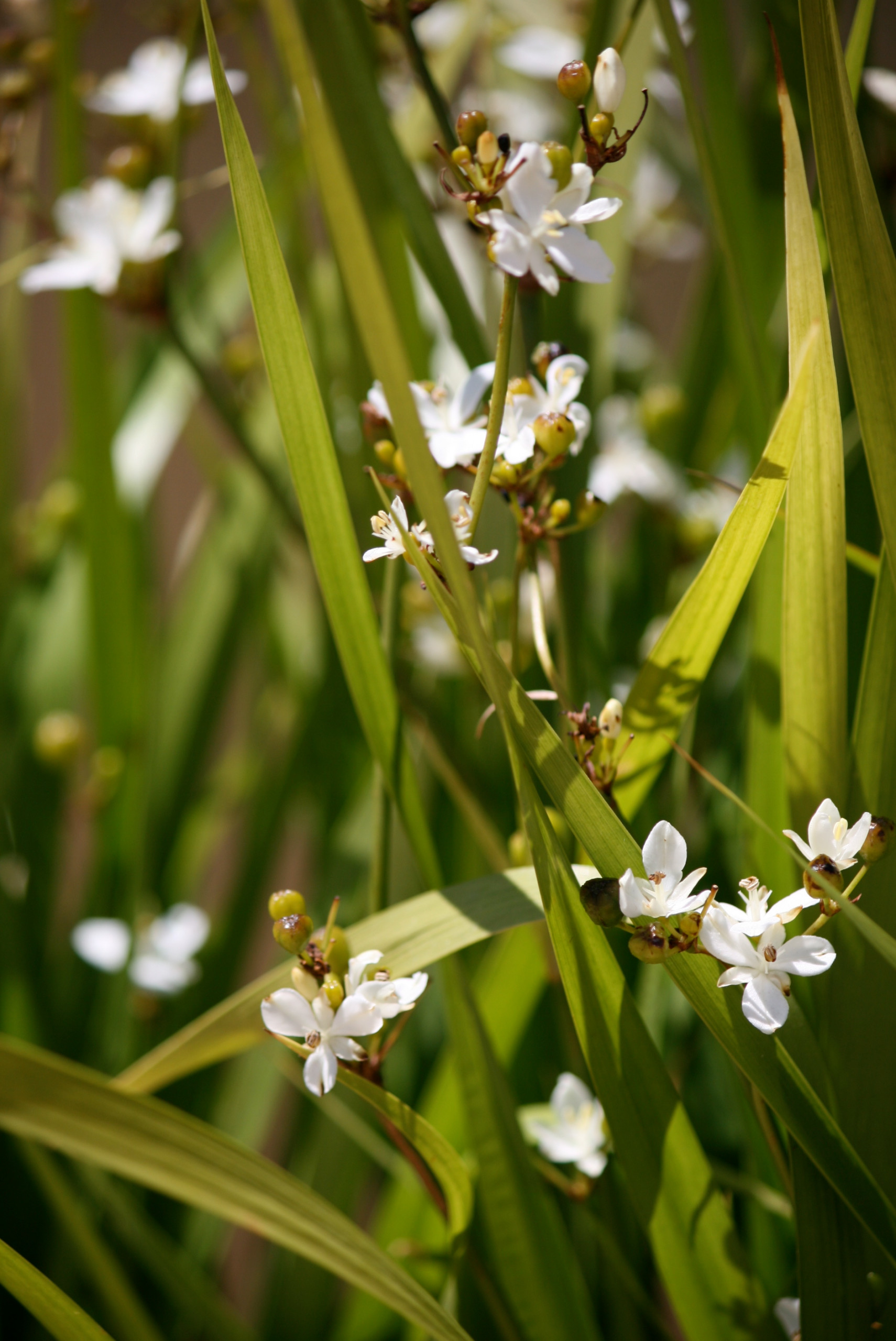 The 12 NZ Native Plants You Need to Know About | Houzz AU