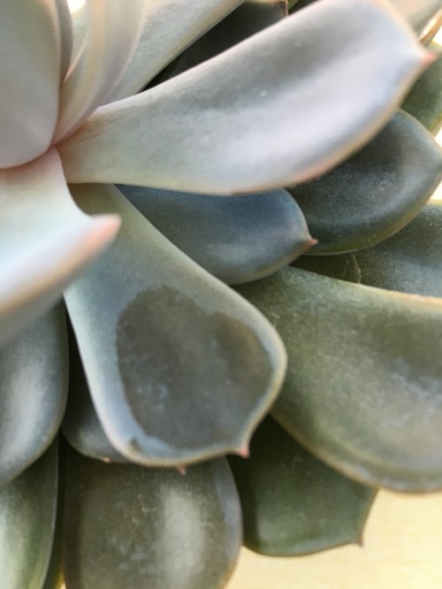 white powder on my succulents?