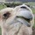 armen_giragossian22