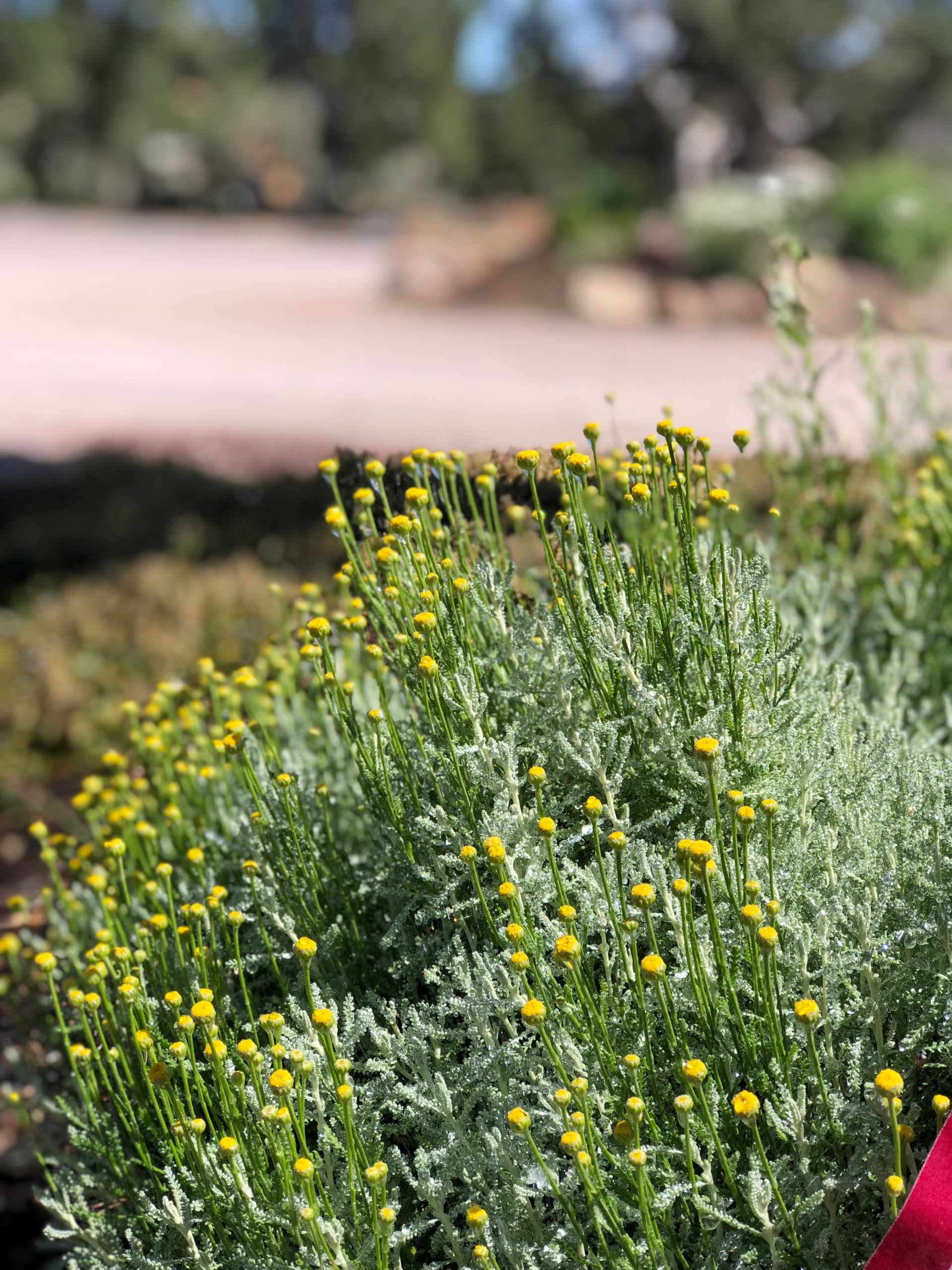 Santa Fe Xeriscape