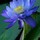 zara_shiva