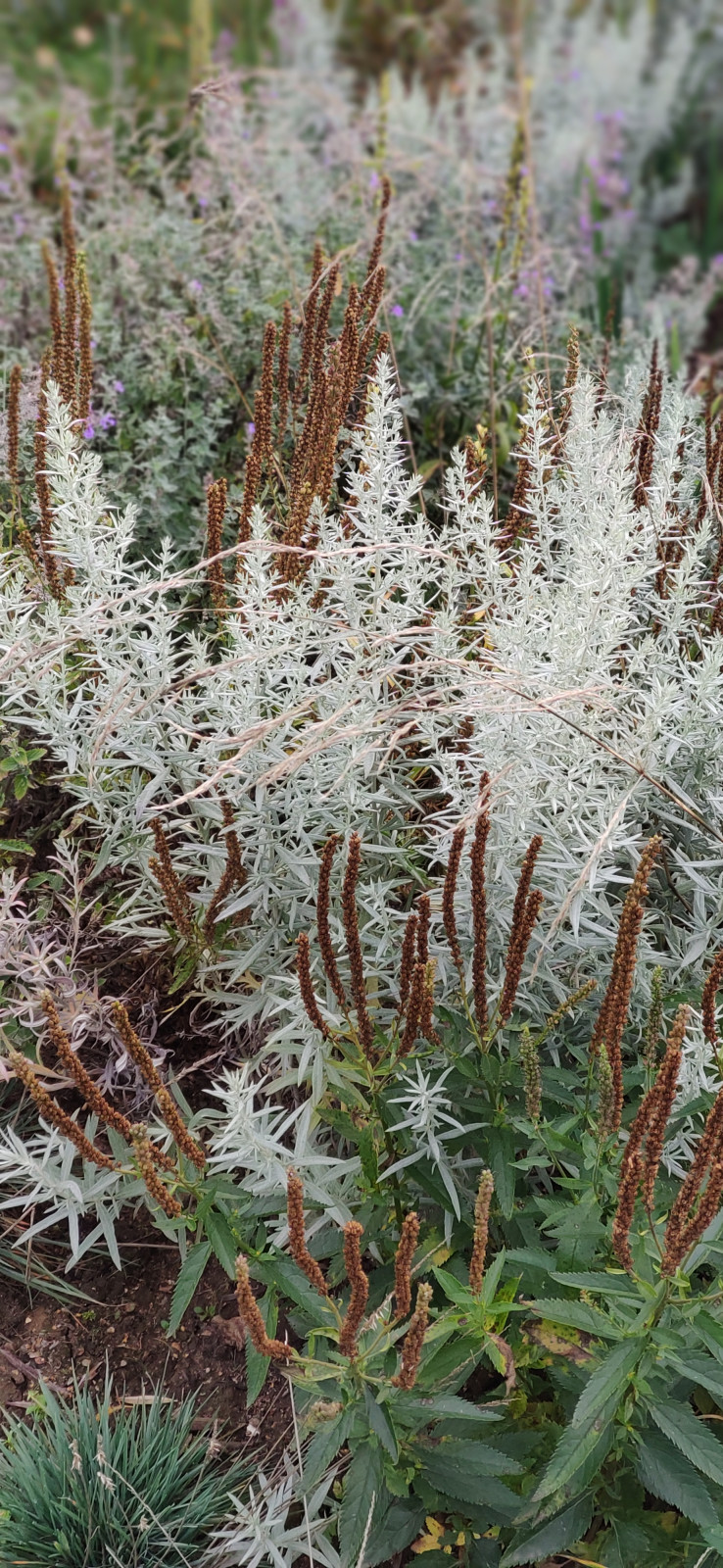 Проект "Волга"