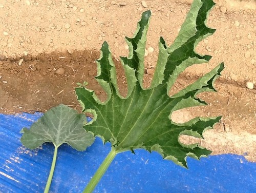 Squash Leaves Curl Upward