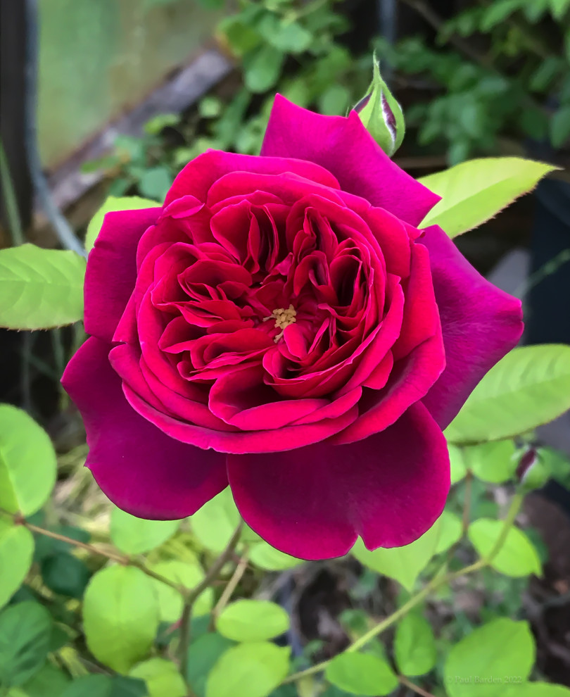 Only took me 16 years to decide.