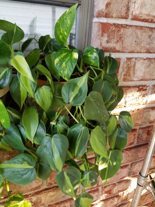 Pothos growing from philodendron?