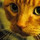 rachel_rodrigues81