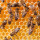 CrossBonz Termite Pest & Moisture
