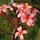 luann_silva