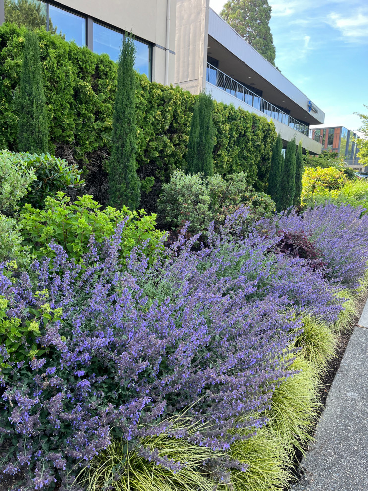 Idee per un piccolo giardino mediterraneo esposto in pieno sole davanti casa