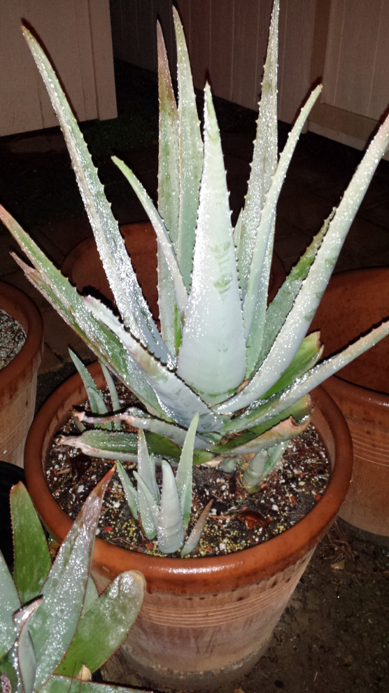 agave toumeyana bella AG018: Agave toumeyana v. bella COLD HARDY CACTUS  COLDHARDYCACTUS