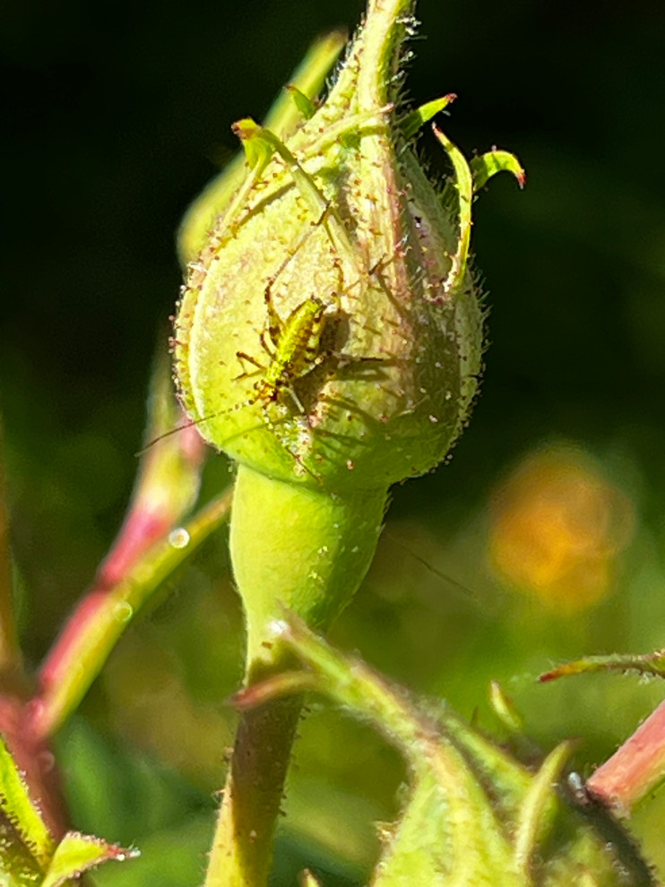 good bug or bad? | Houzz Forum