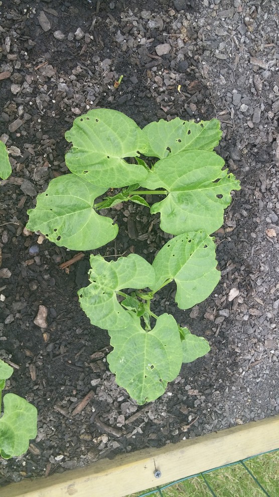 Something is eating holes in the Green Beans