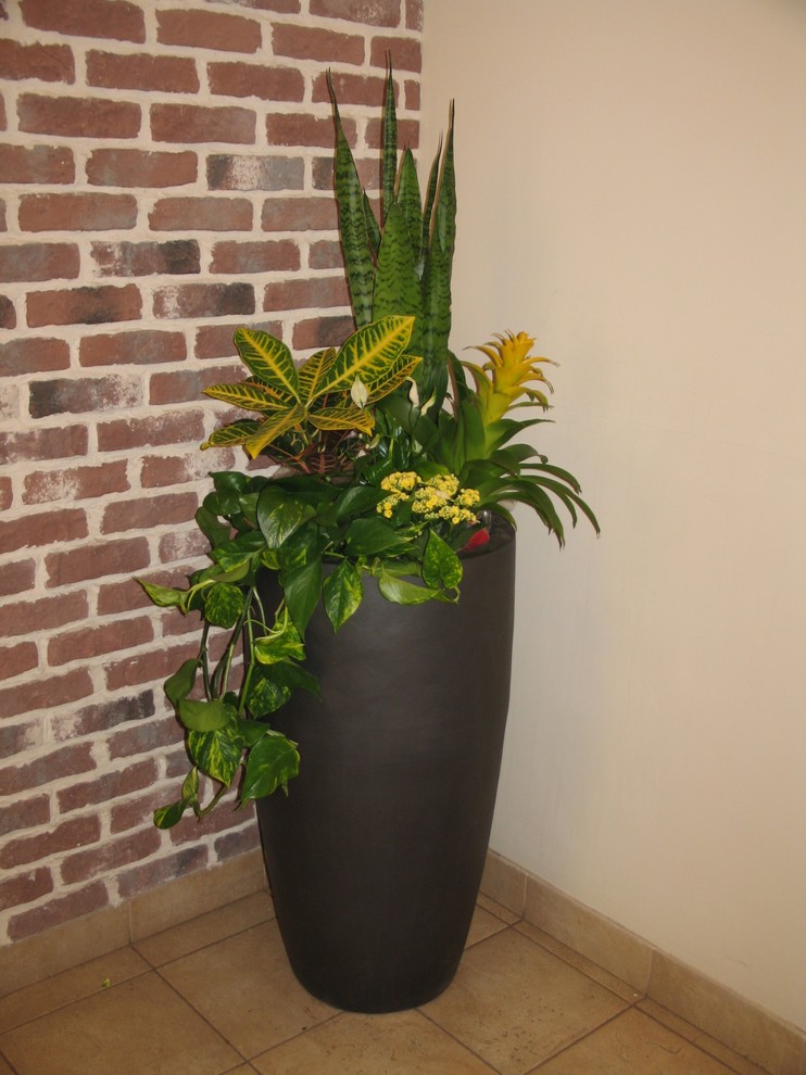 Композиция из горшечных растений