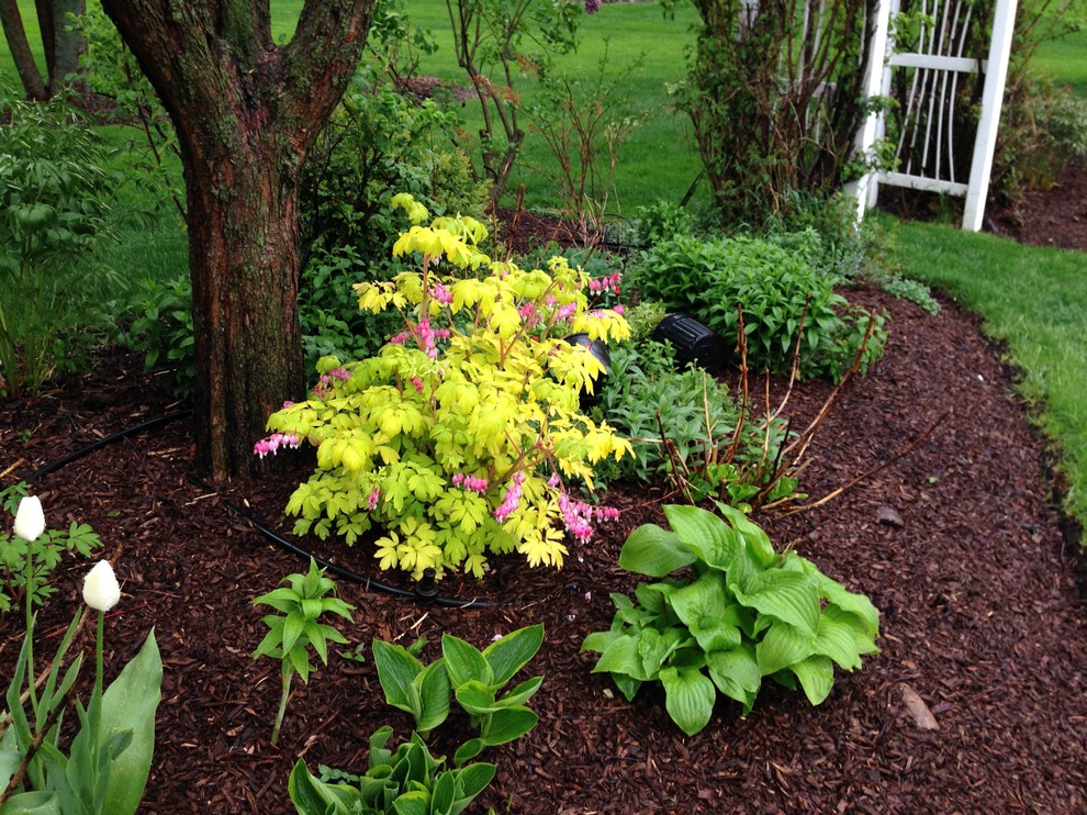 Spring Bulbs