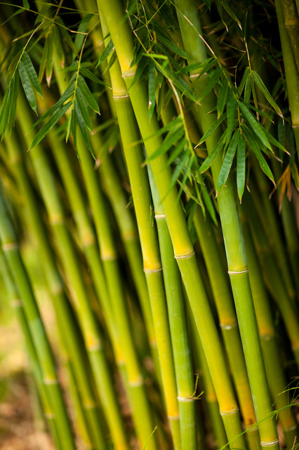 Bambus haven – sådan holder du liv i de stængler