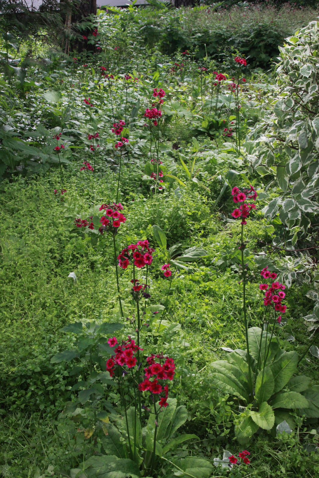 Цветочек аленький