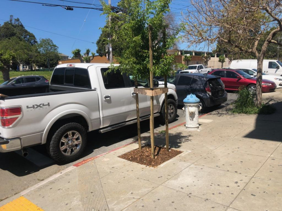 City Sidewalk Tree Planting