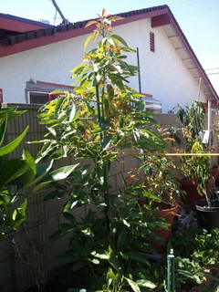 Fruiting trees in my yard...