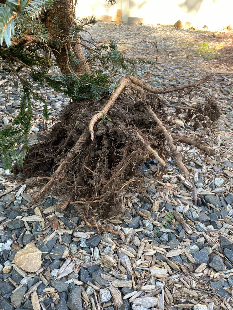 Any chance this tree will survive?