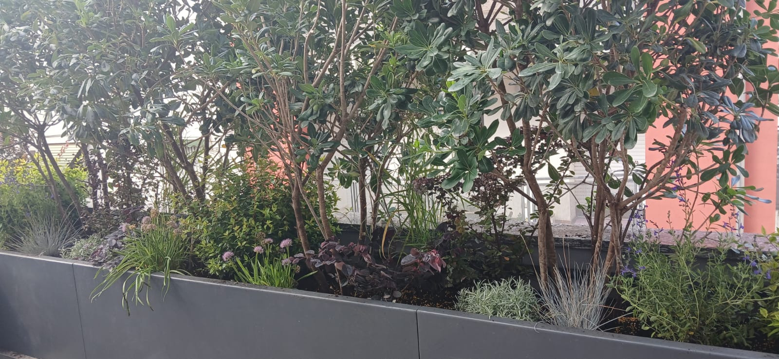 Realizzazione Terrazza dai sapori mediterranei