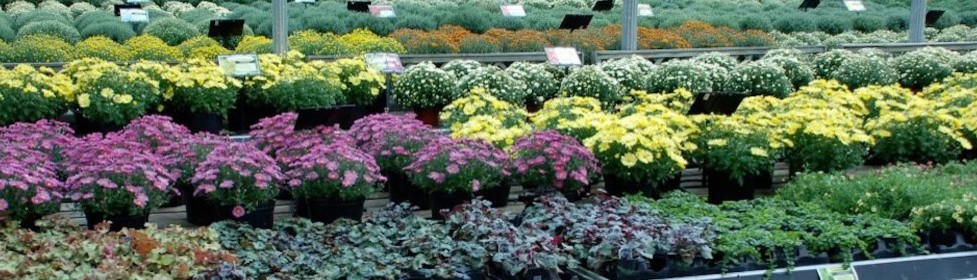 Wilson Nurseries Frankfort Ky Us 40601