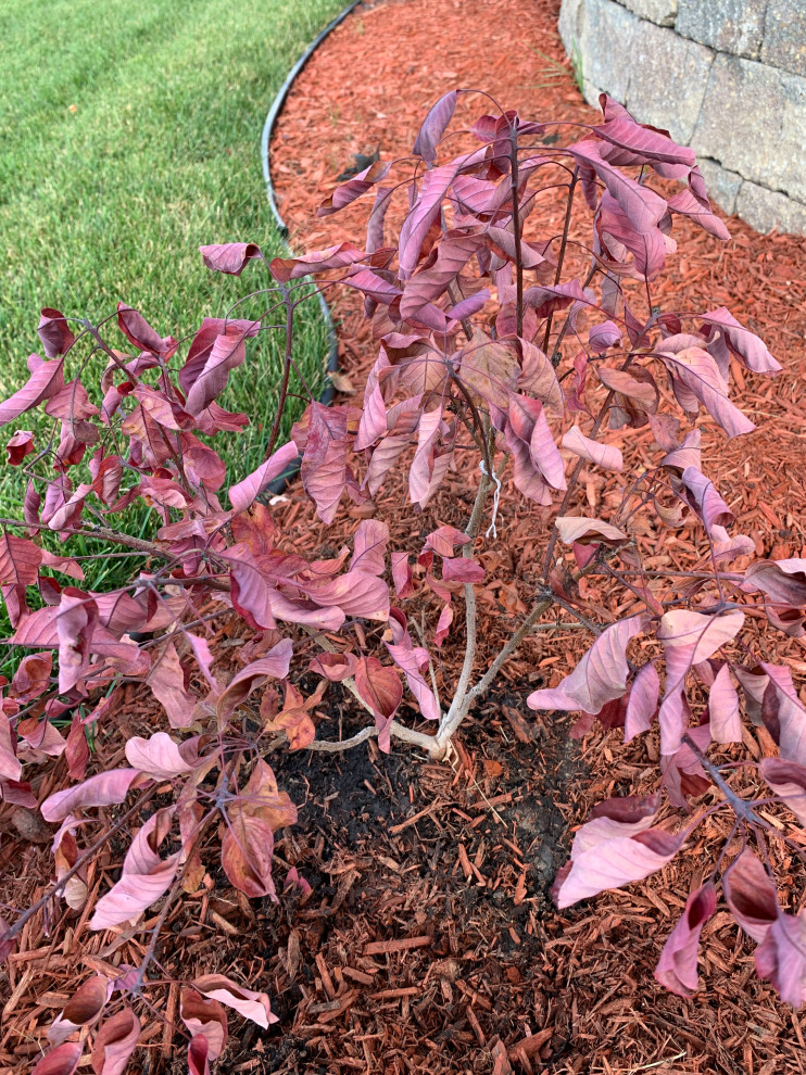 Smoke bush showing signs of infected by Verticillium Wilt