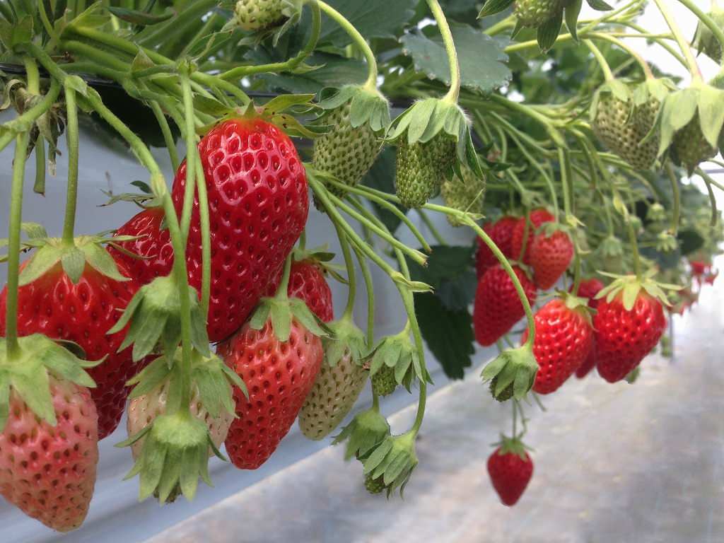 Вертикальная клубника. Фитомодуль для создания вертикальных грядок.