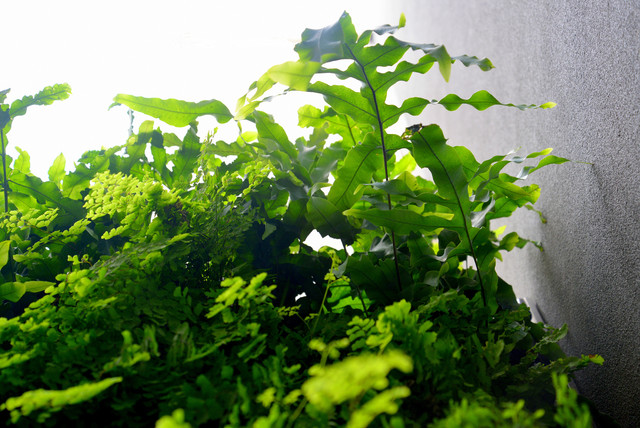Plants On Walls: Floating Ferns
