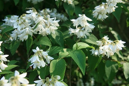 White flowering shrub