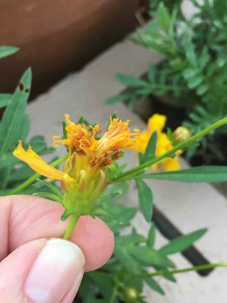 flower without petals