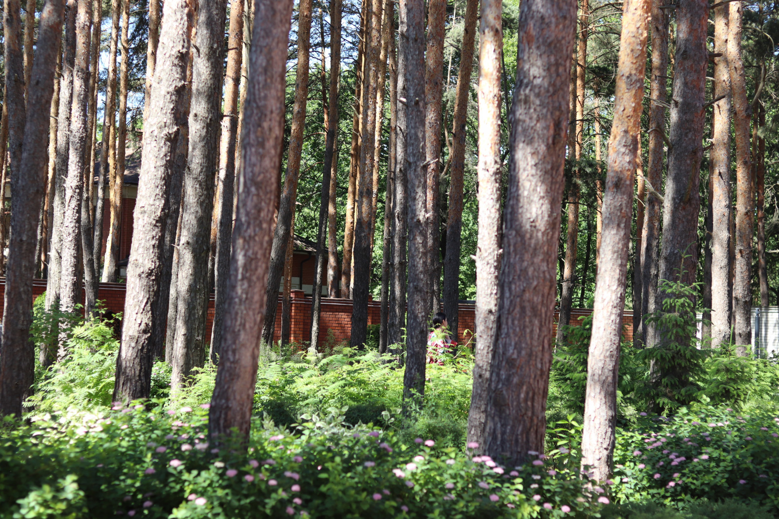 Сад под соснами