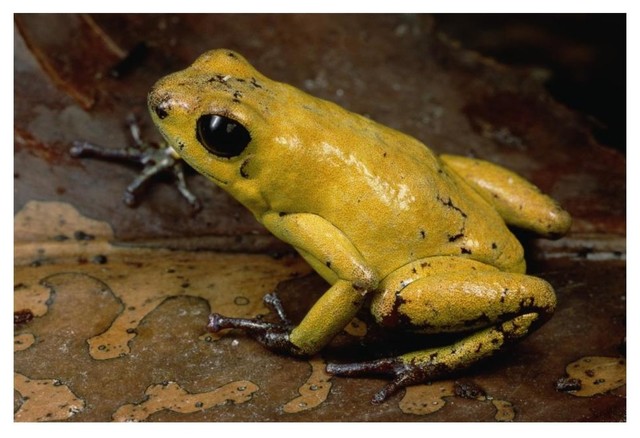 Black Legged Poison Dart Frog Colombia Paper Print By Mark Moffett X14 Contemporary Prints And Posters By Global Gallery Houzz