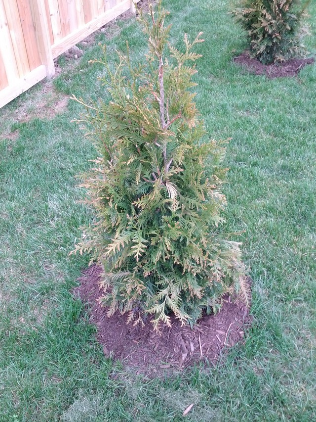 Newly planted Green Giant Arborvitae starting to turn brown