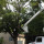 Affordable Landscaping & Tree Service LLC