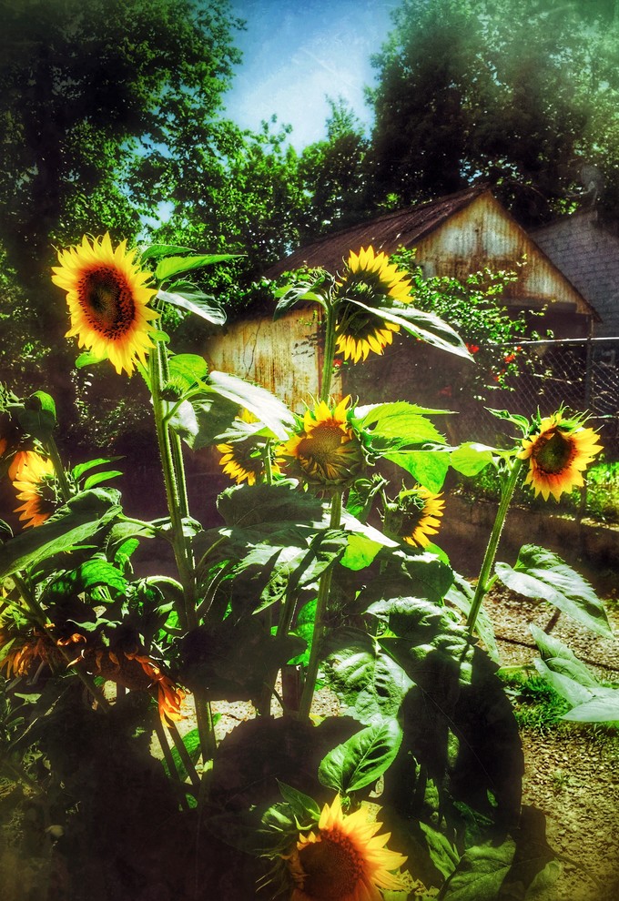 "Sunflowers" Eureka Springs Collection Stretched Canvas Giclee, 18"X24"