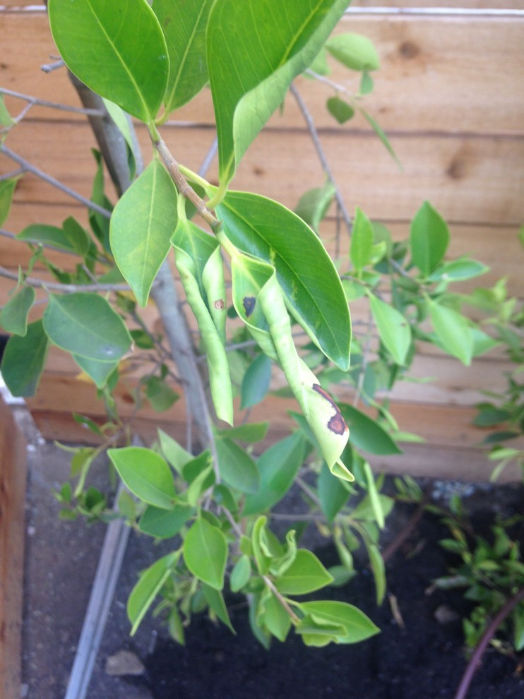 Ficus Hedge with Brown Dots and Curling Leaves