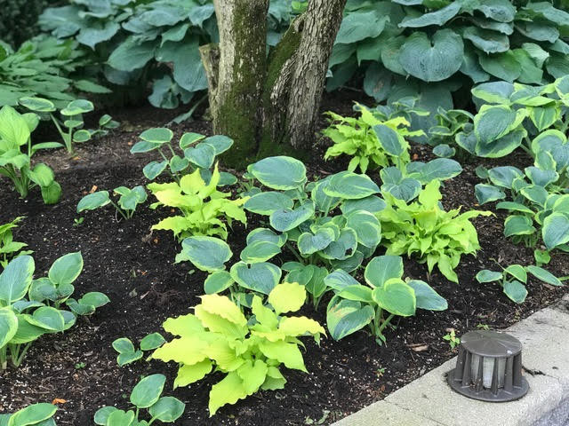 Mature Planting in Kildeer