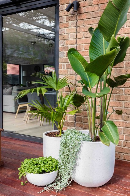 dancing plant Sansevieria 'Dancing Queen'