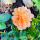 Last commented by Roselover (zone 7a)
