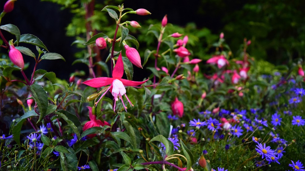 Photo of a contemporary garden in Canberra - Queanbeyan.