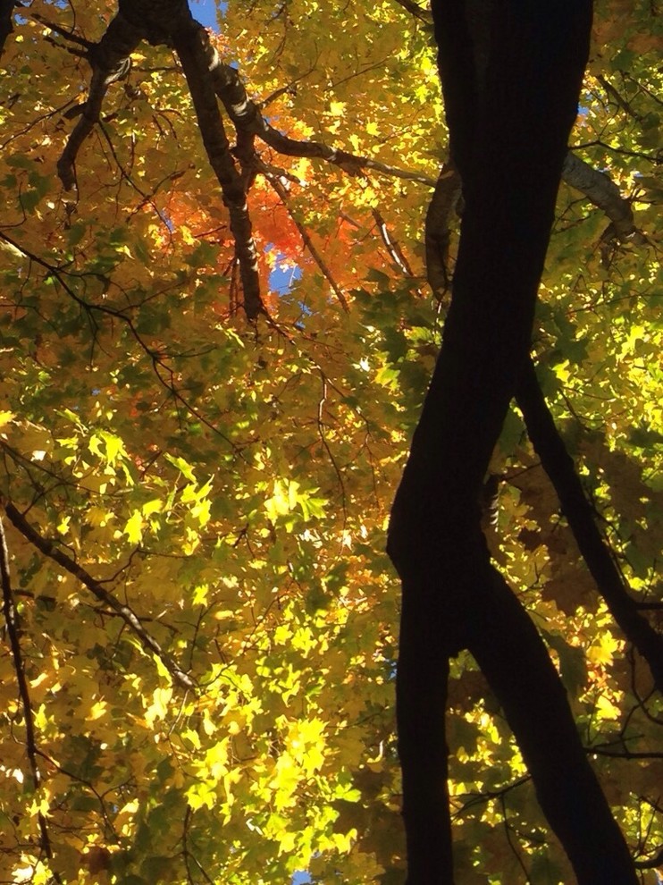 Getting your "Fall Color"