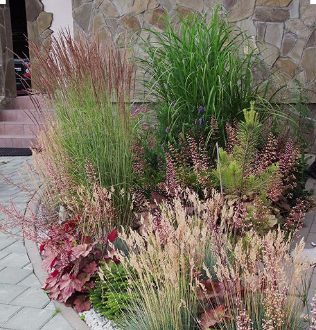 Злаки в саду